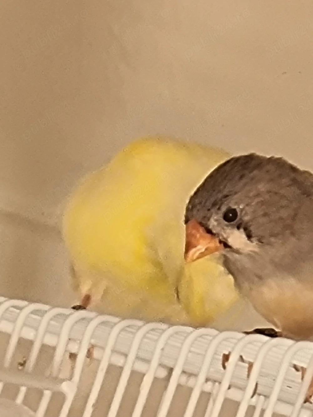 canari tineri 2026
