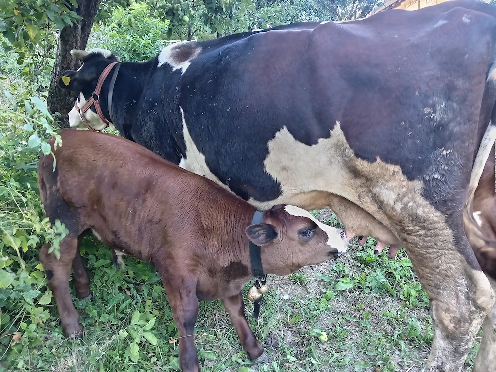 Vaca și vitel angus de doua luni
