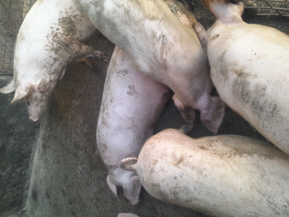 Porci pentru taiat sau reproductie