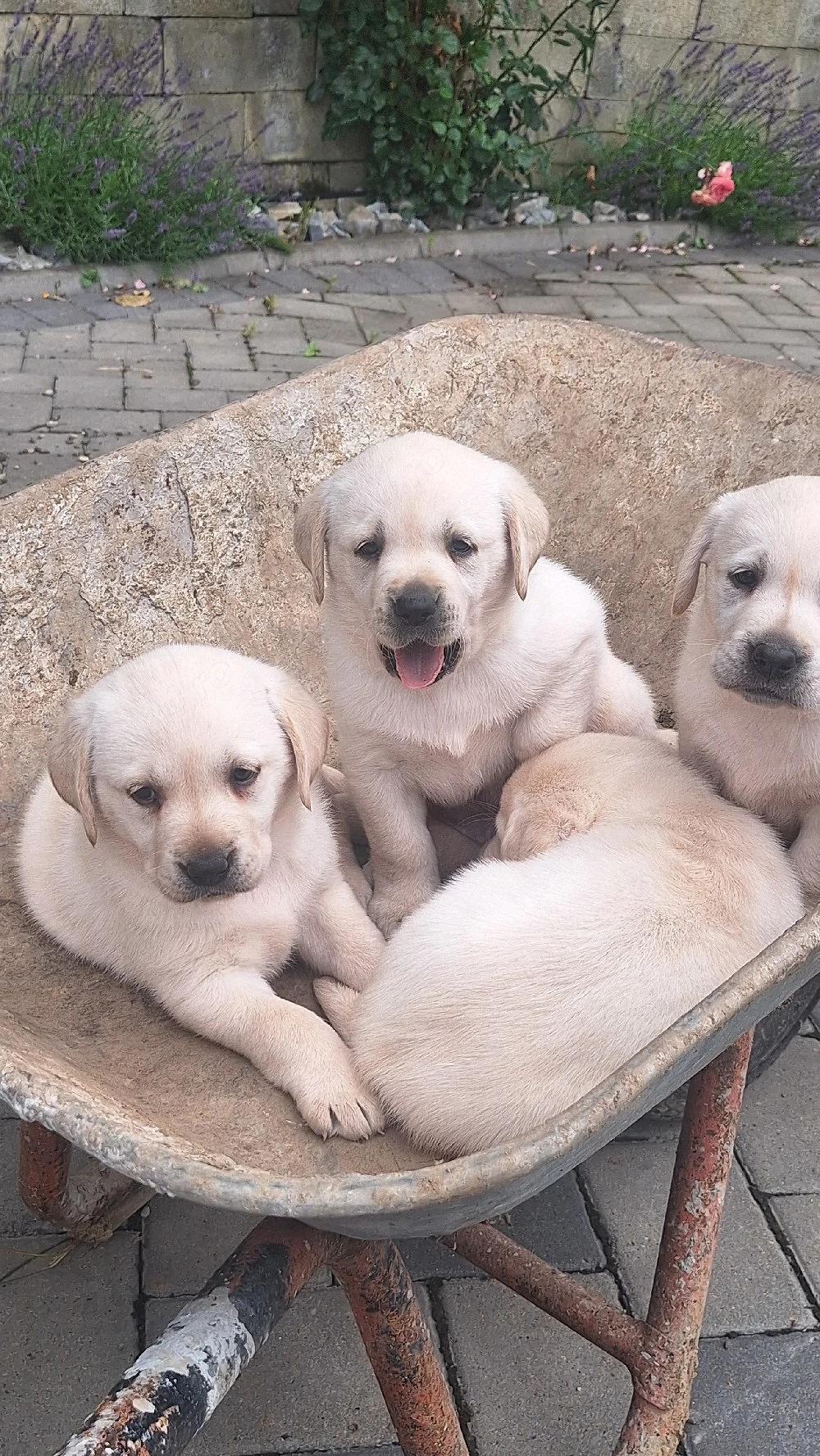 căței  labrador 