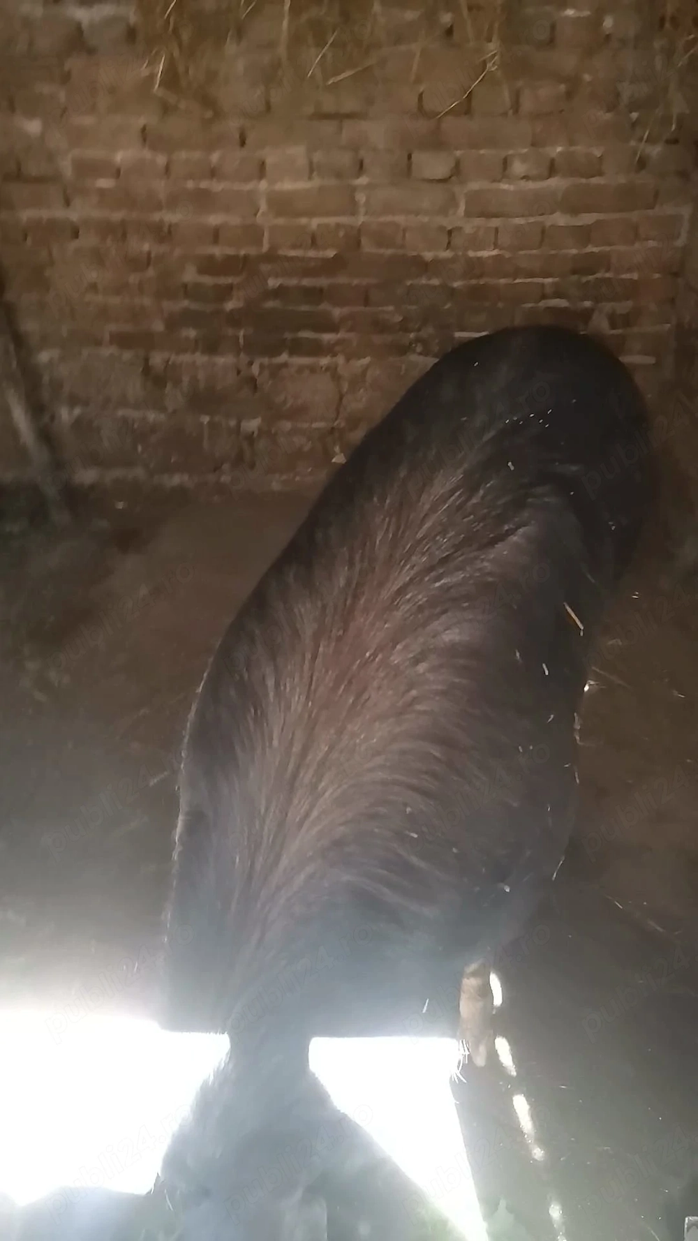 Porc tânăr de vânzare, detalii la telefon 
