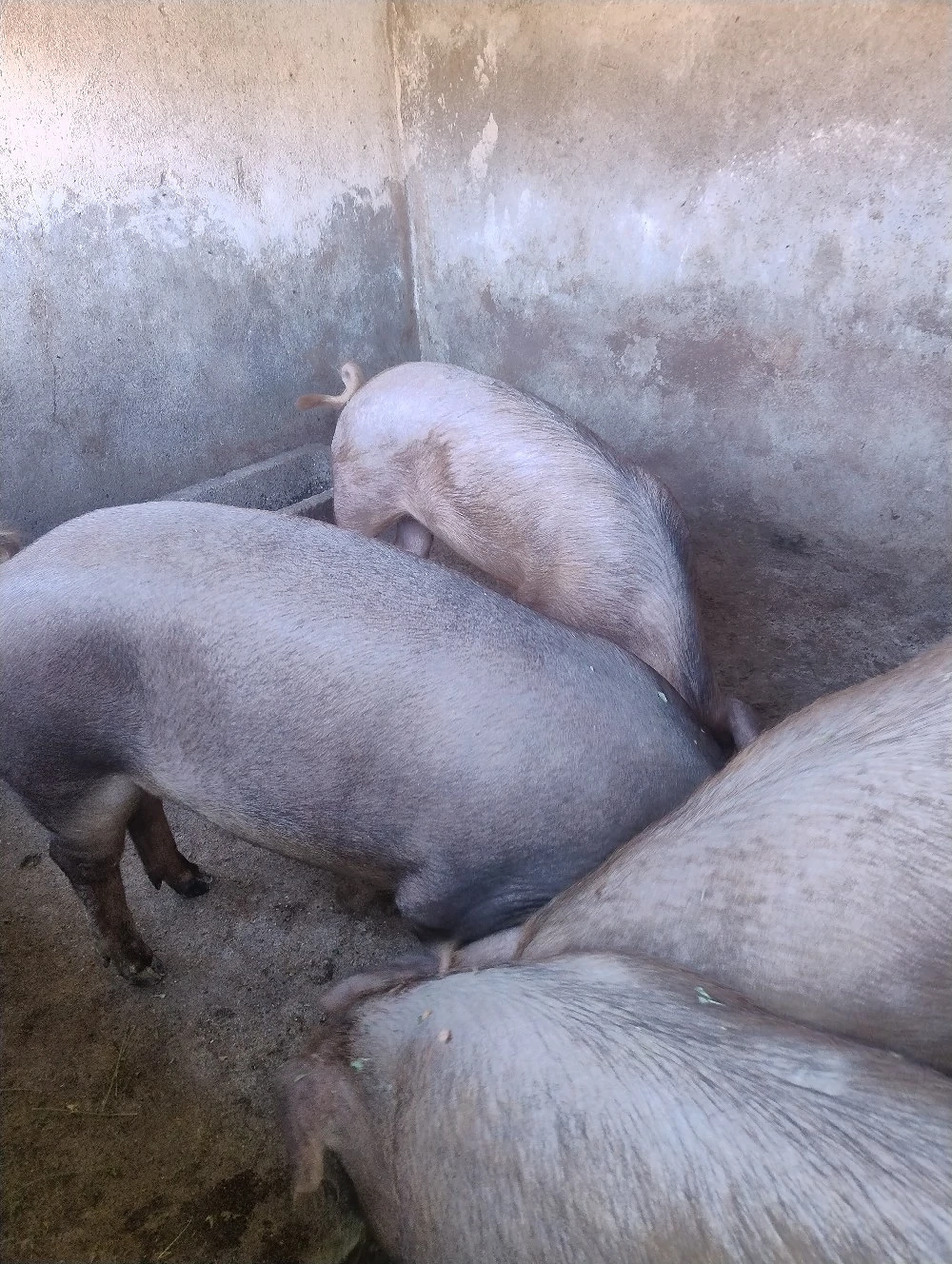 Porci de vanzare