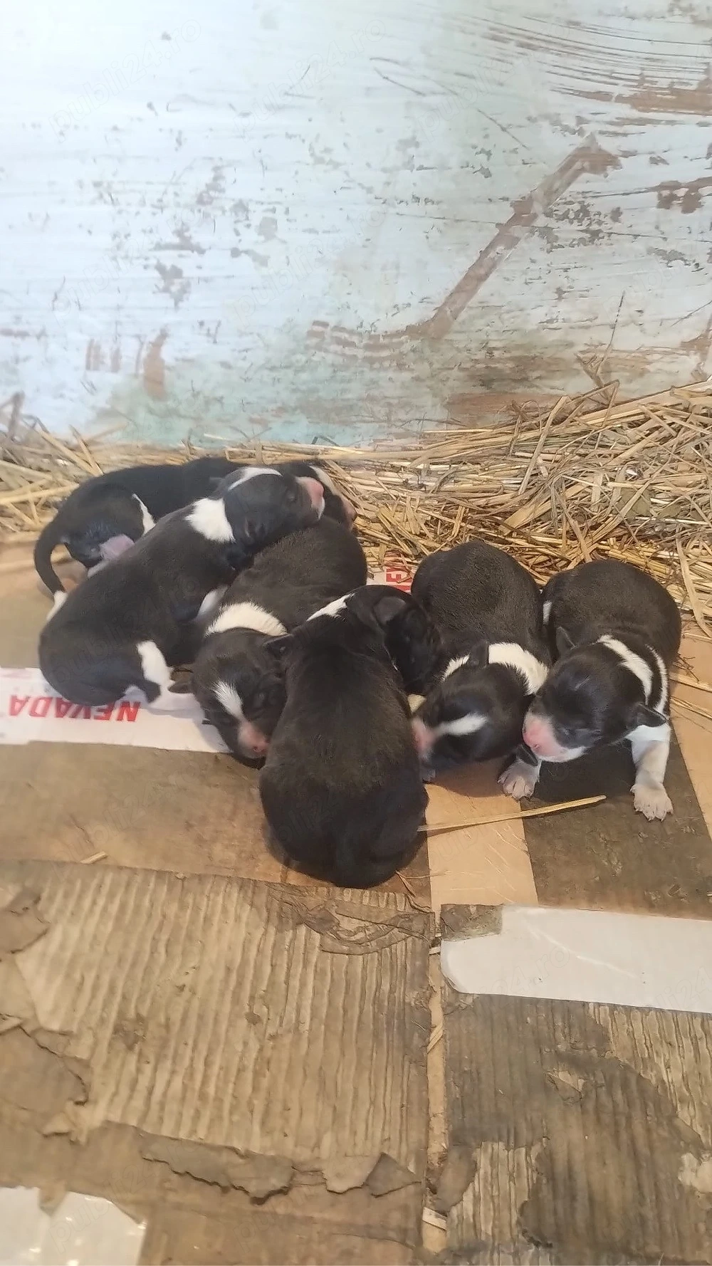puiuti border collie citeste anuntul