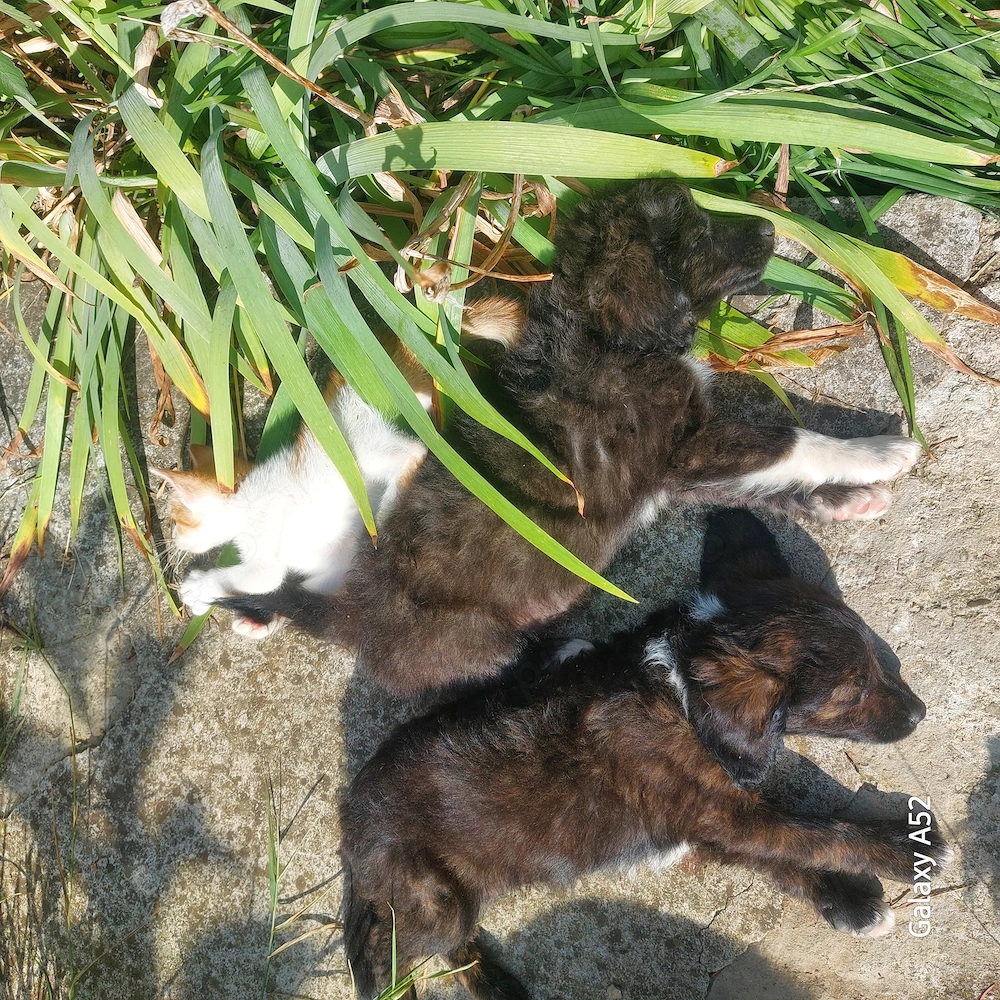 Donez pui schnauzer 