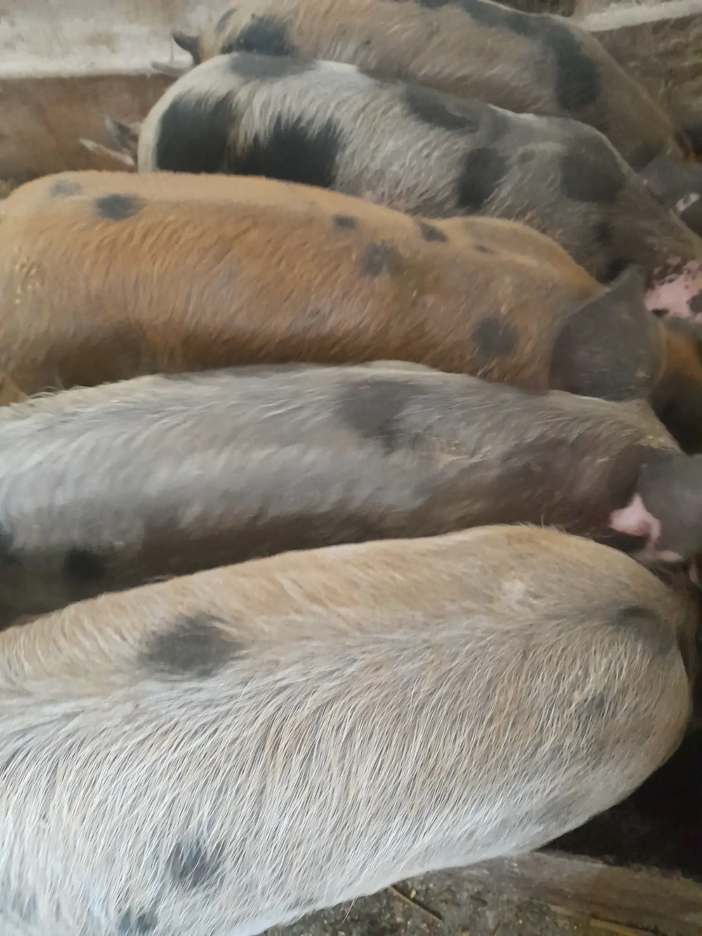 purcei 11 săptămâni  220 lei