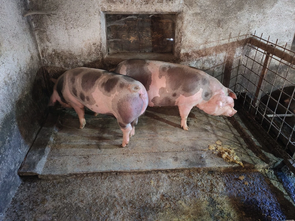 Porci între 100-150 kg