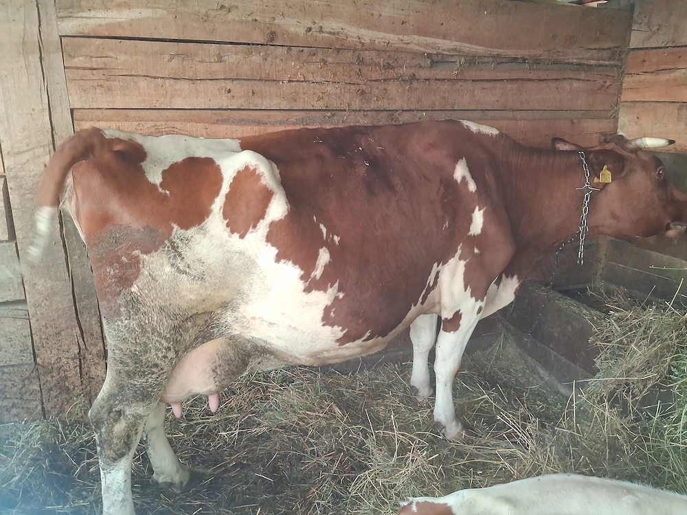 Vaca de vanzare cu vitel