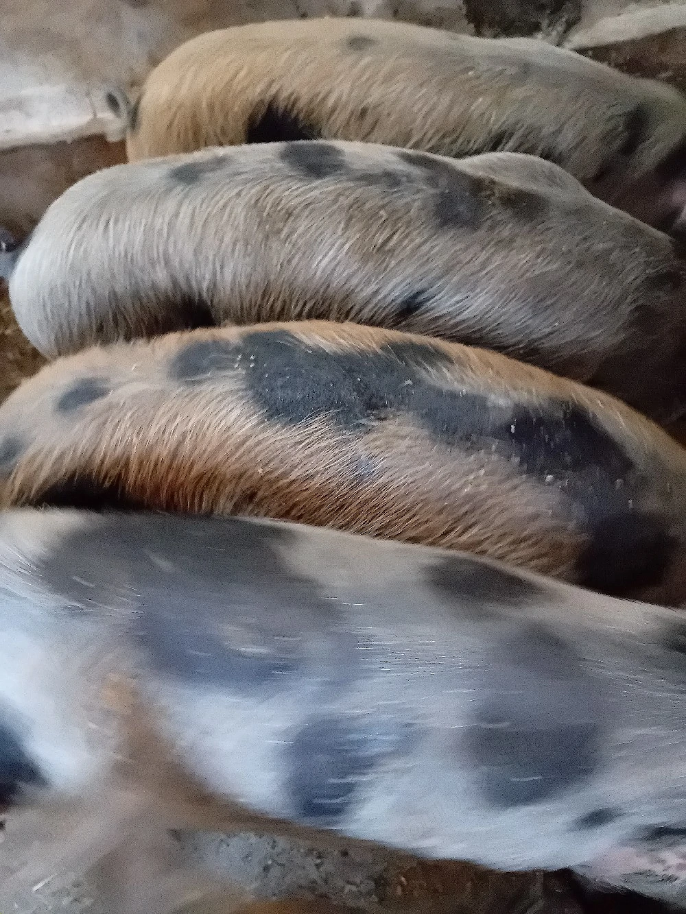 purcei 10 saptamani 220 lei 