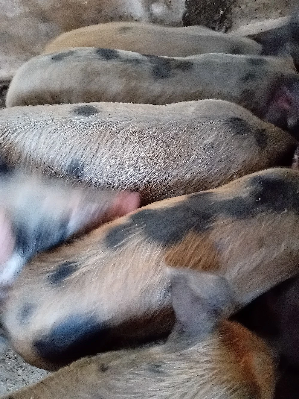 purcei 10 săptămâni 220 lei