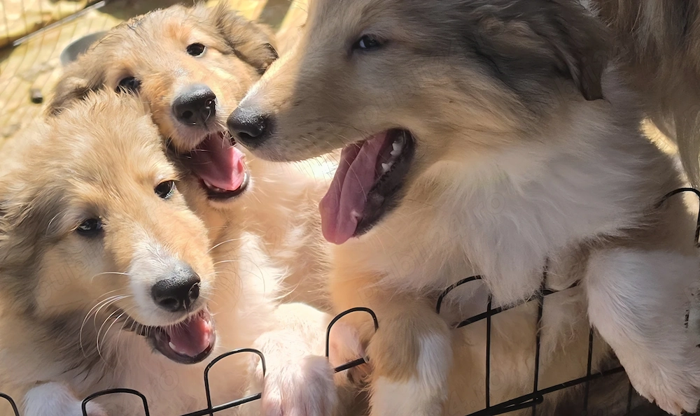 Vand pui Collie Rough tricolori