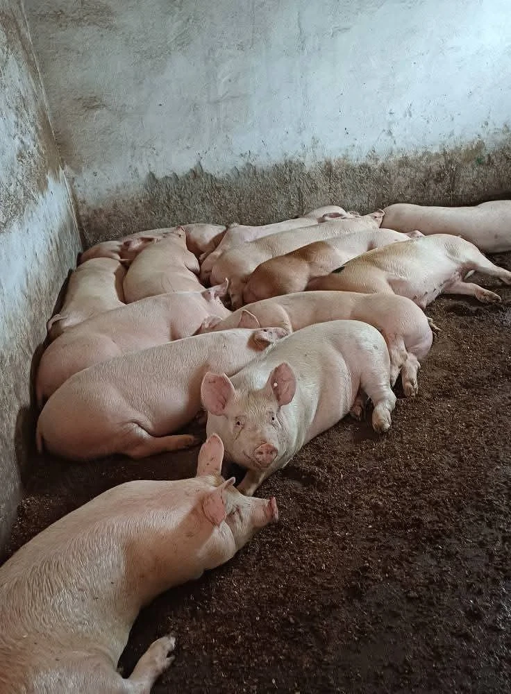 vand porci 