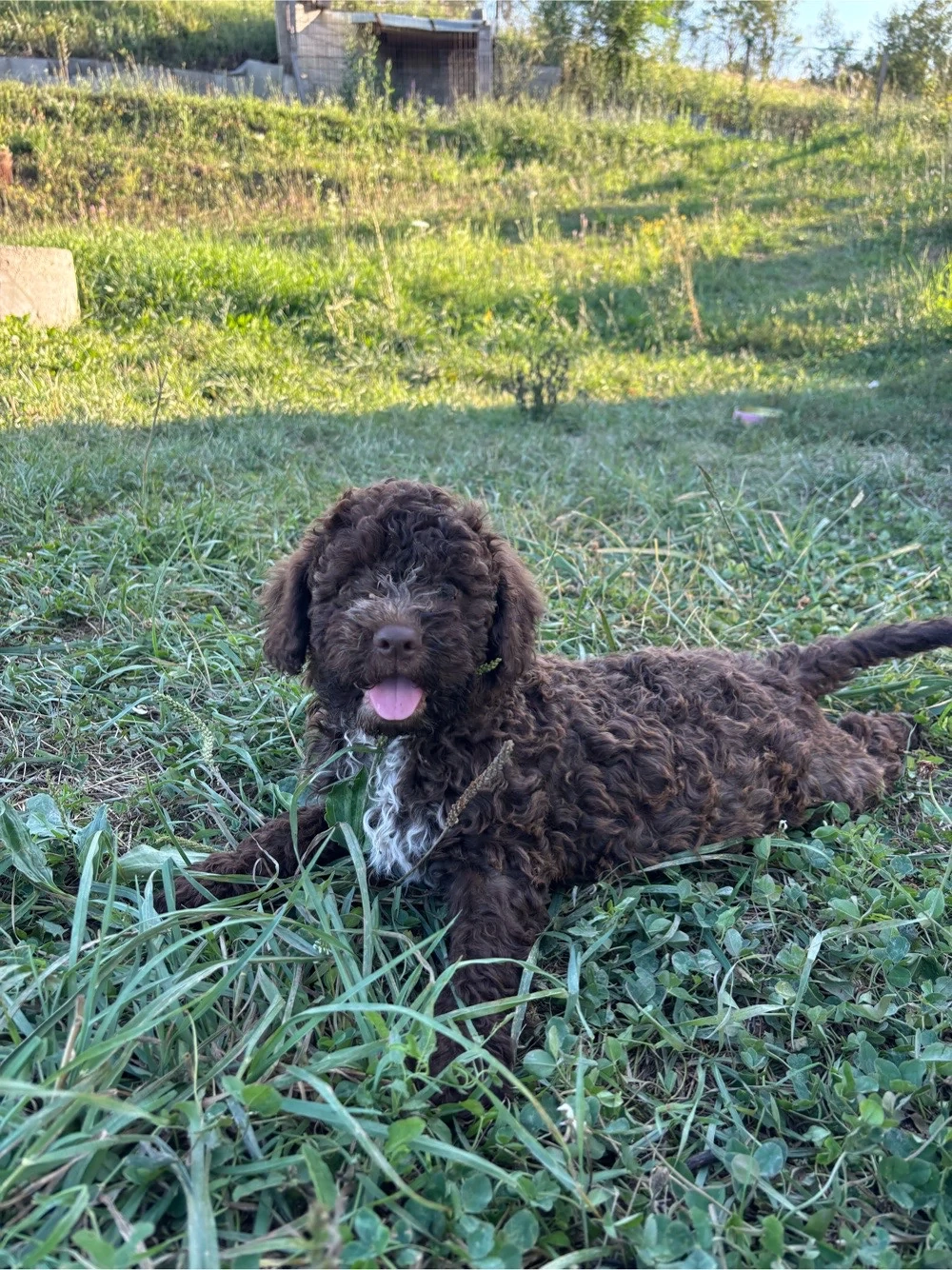 un mascul si o femela disponibili