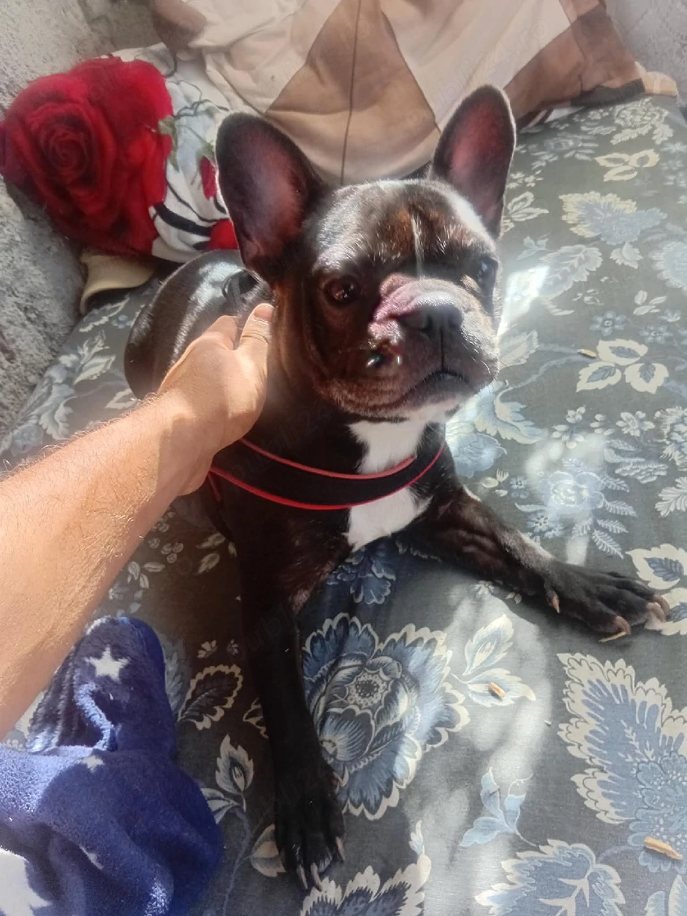 vând Bulldog francez vârstă 4 ani 
