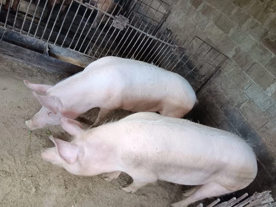 Porci de rasa pic-landrace 150 kg aproximativ        Bozies jud BN