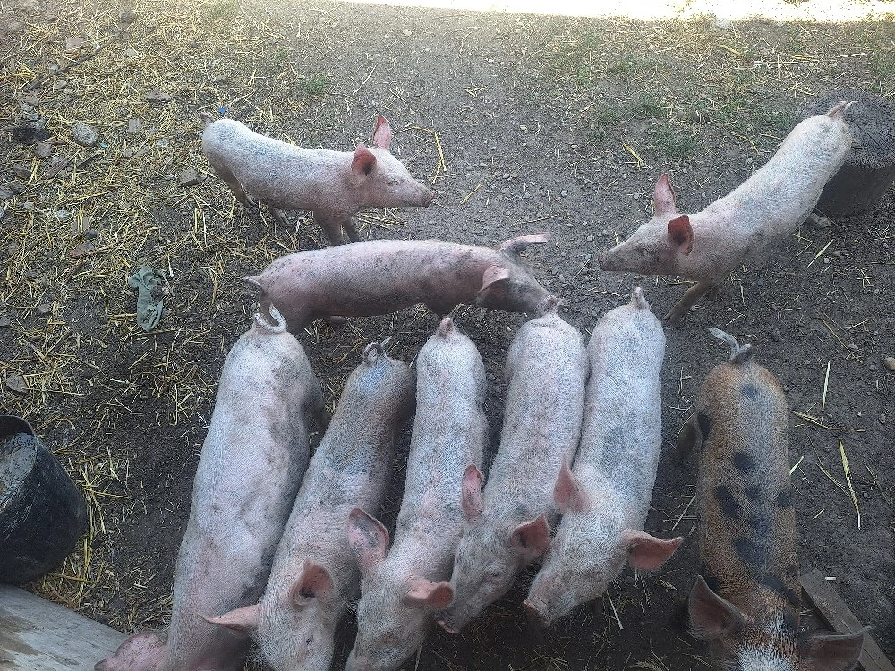 vând purcei de 12 saptămăni