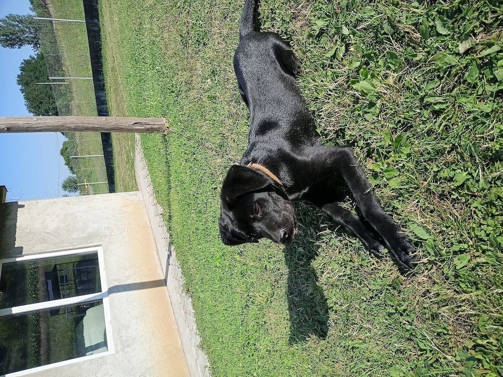 Cățel cane corso 