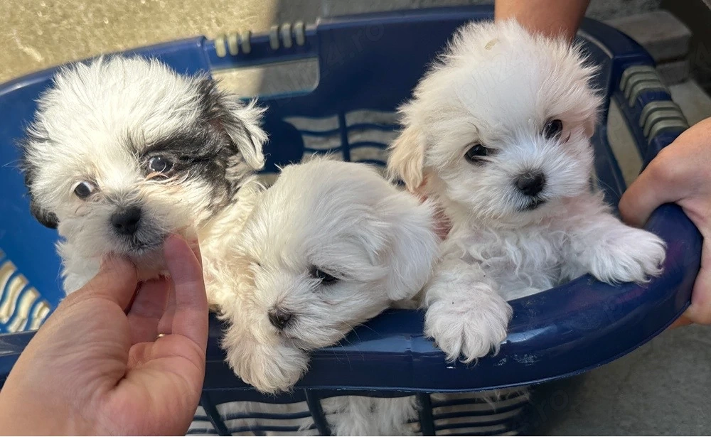 vand bichon 