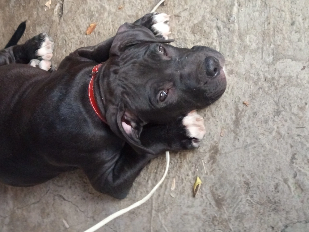 Amstaff Rasa Pura 