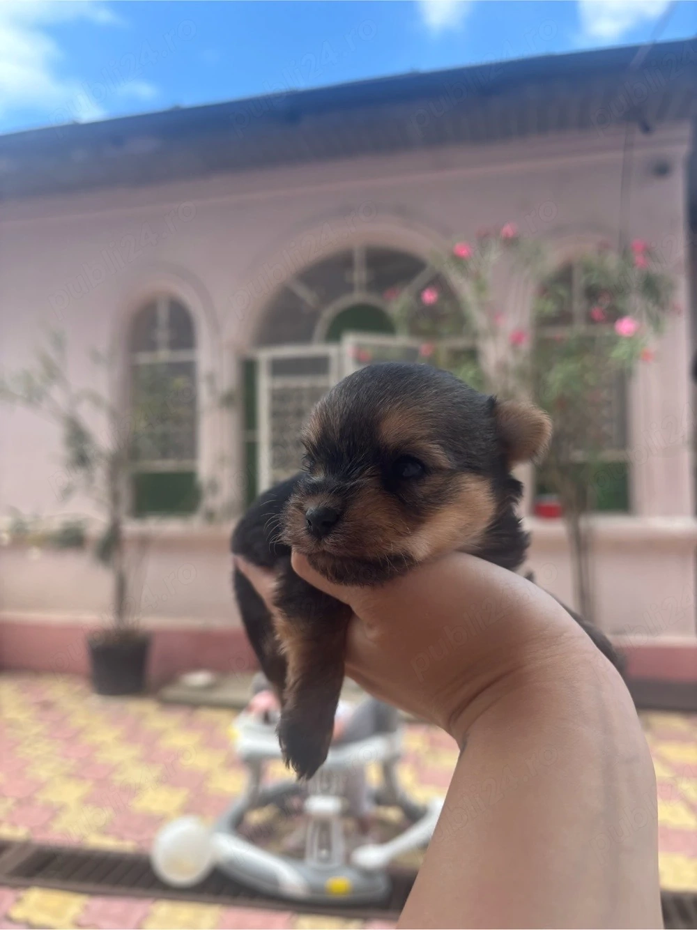 Vând  Yorkshire Terrier  mini toy