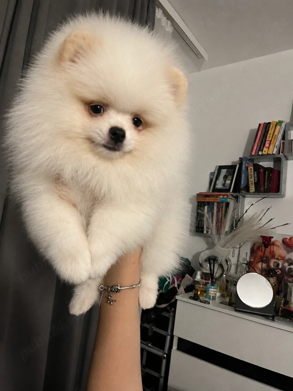 Pomeranian femele