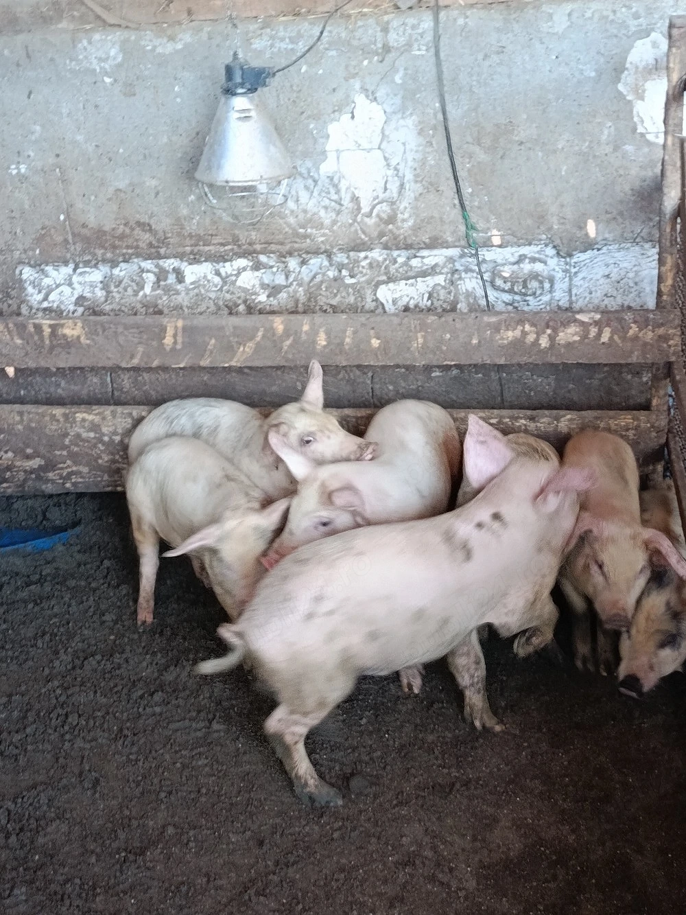 porci mari și mici de vânzare 