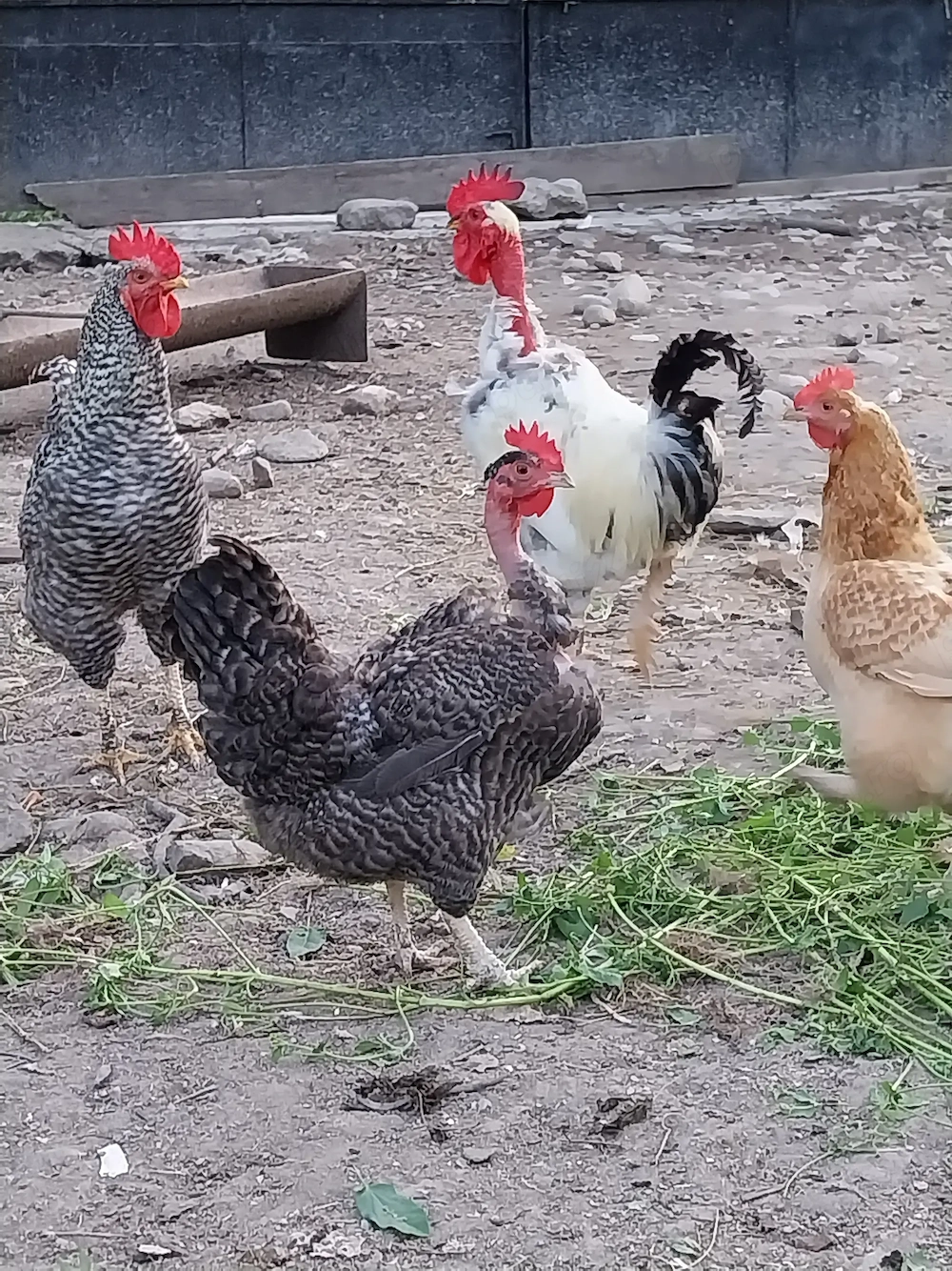 Cocosi de casa ,crescuți cu cereale 