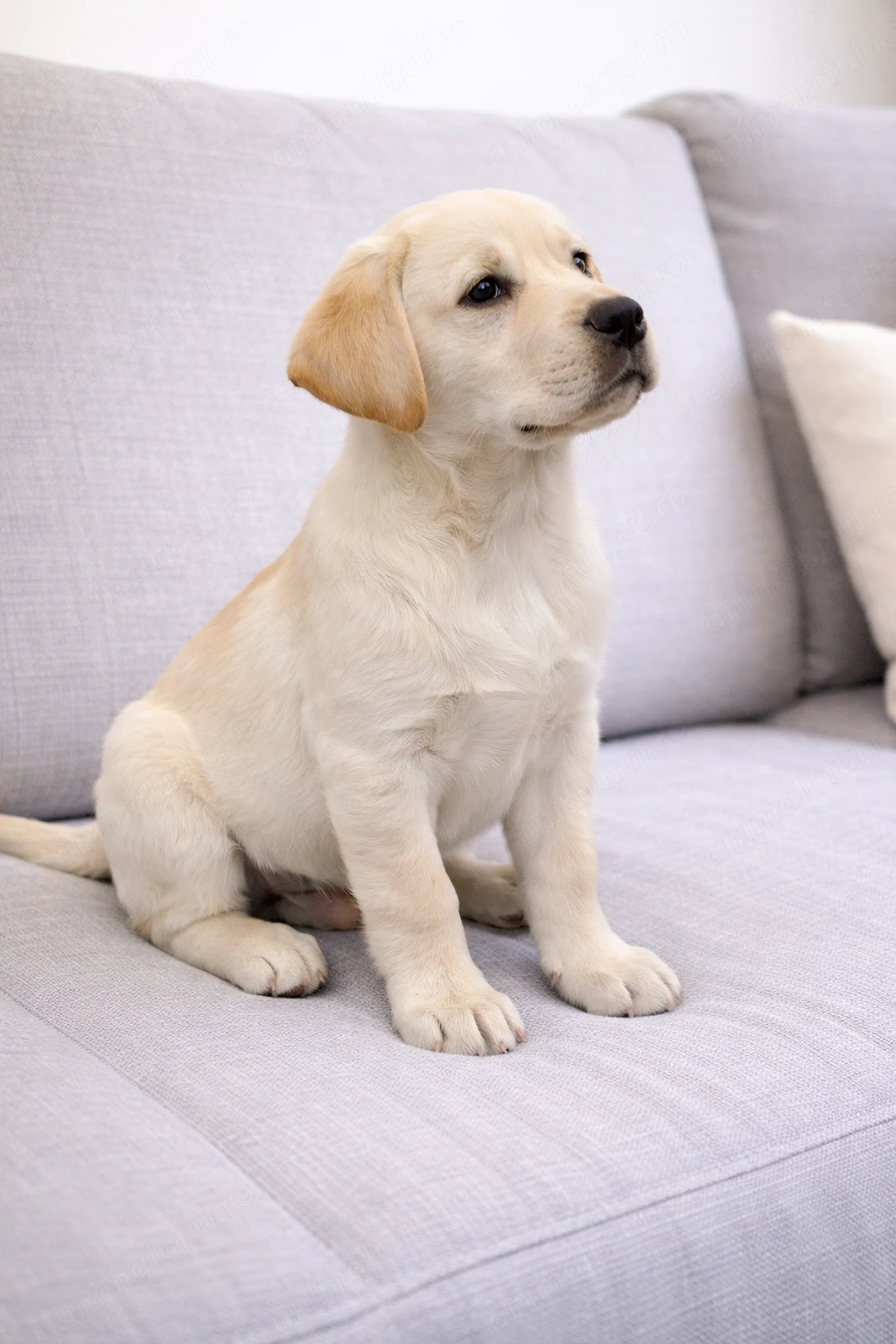 Labrador cu pedigree