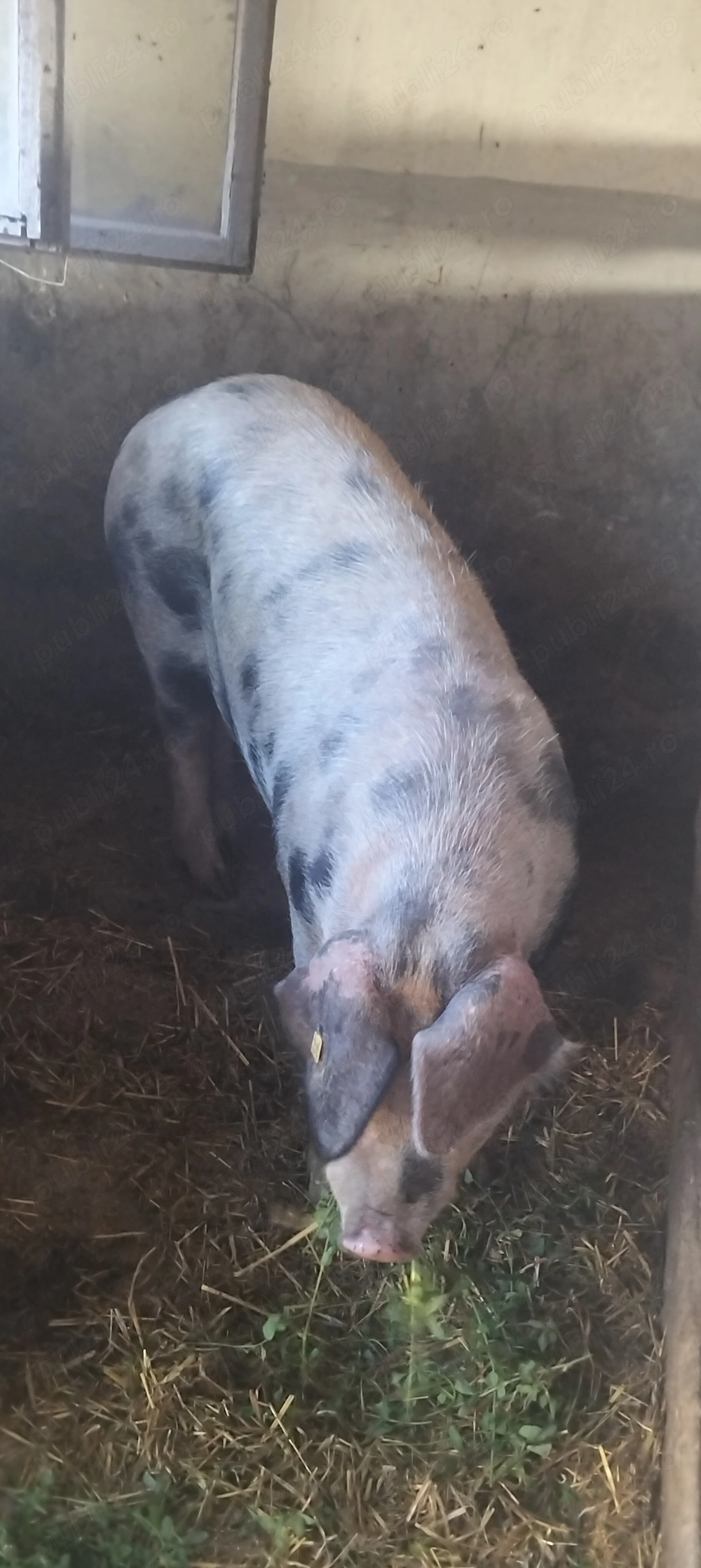 Porc de casă,130-140 kg