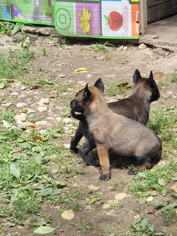 pui malinois