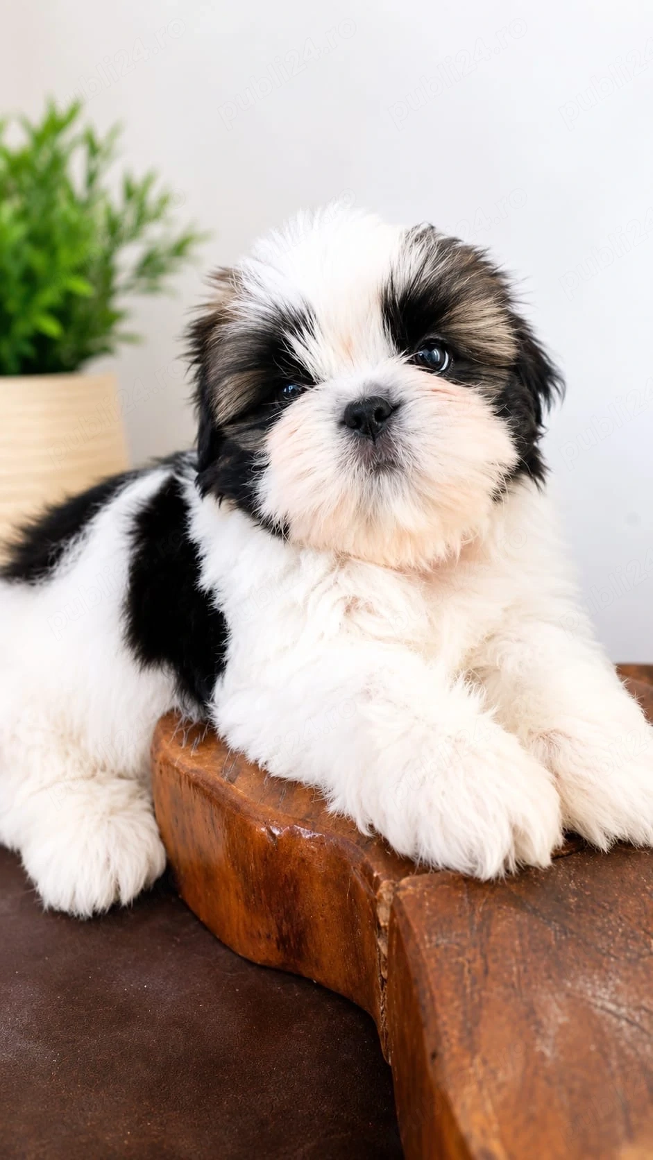 shih tzu mini toy 
