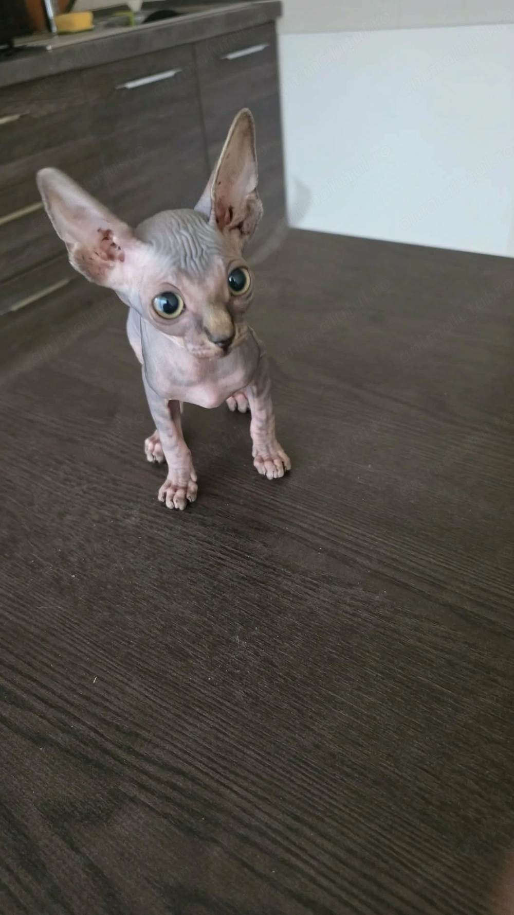 Pisica Sphynx de vanzare Bucuresti