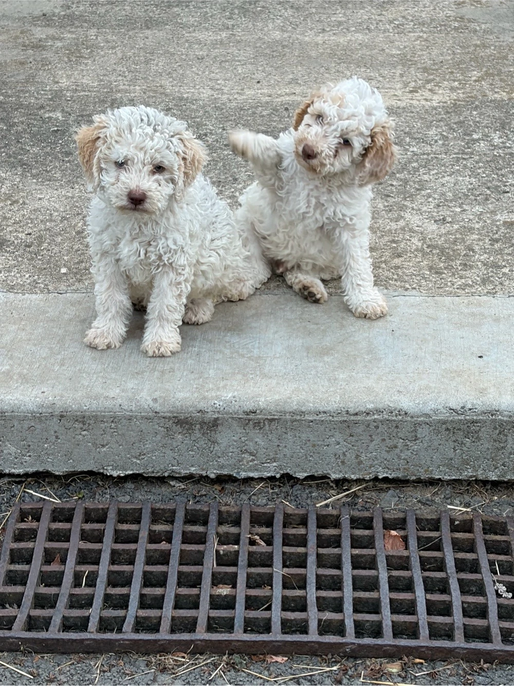 catei Lagotto din parinti culegatori de trufe