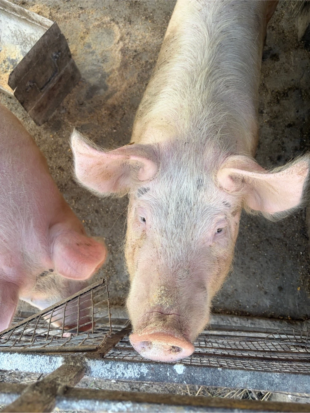 vand porci