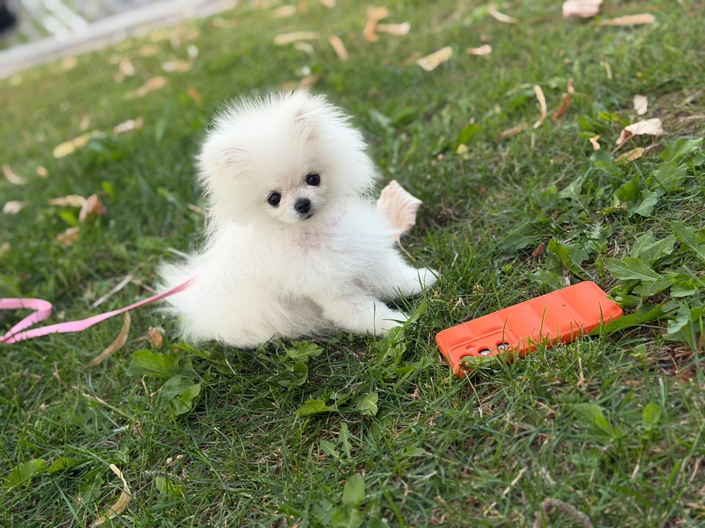 Pomeranian Extra Mini de buzunar