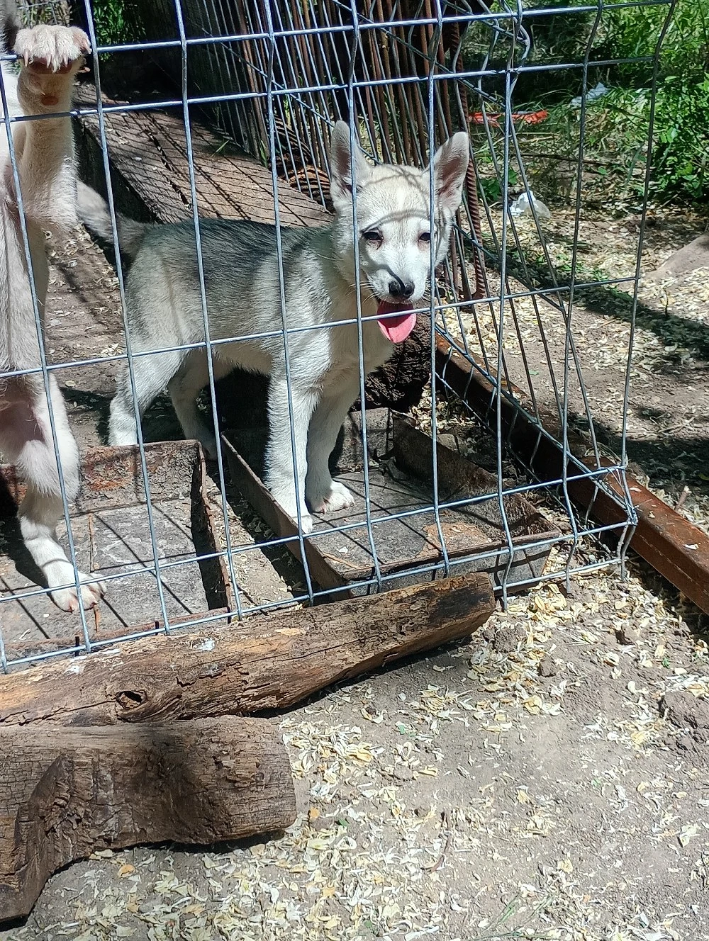 vand caini husky siberian 