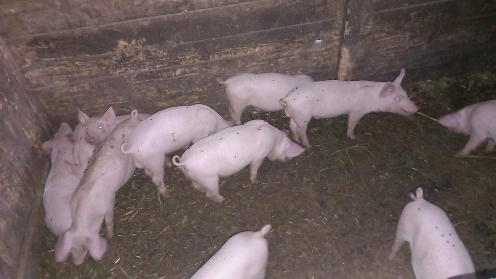 Purcei intarcati si hraniti natural