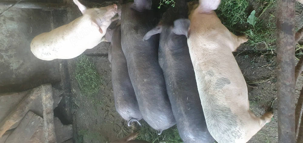 Purcei pietran cu landrace