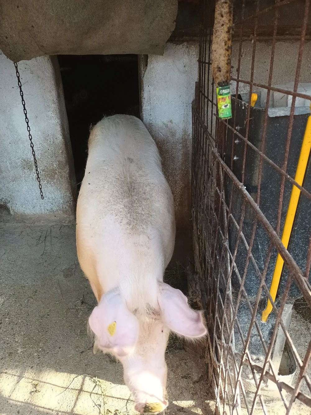 De vânzare porc de carne crescut natural la țară nu este de ferma. 