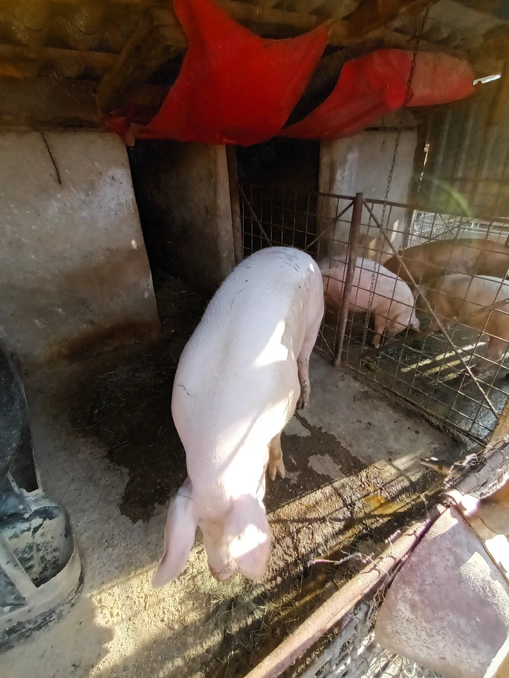De vanzare porc de carne crescut natural la țară cu urueala. 