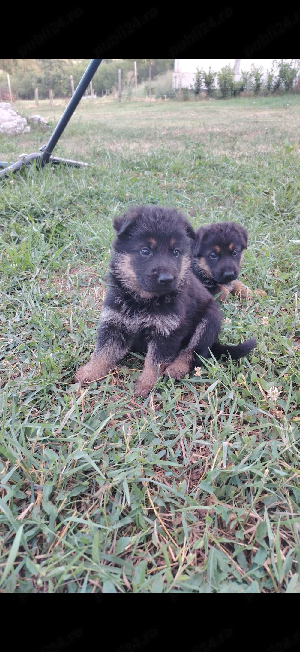 Pui ciobanesc german