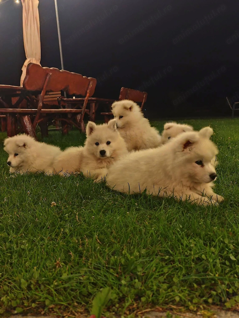 Pui samoyed isi cauta familie