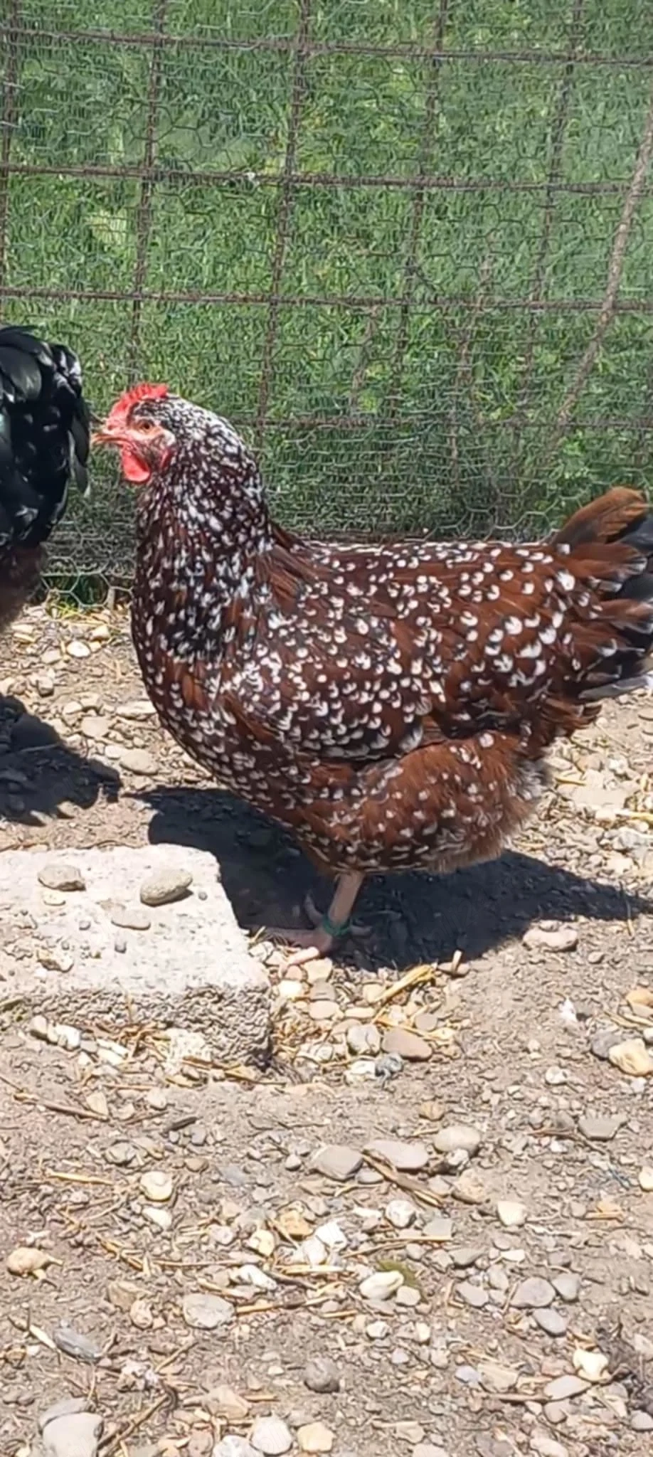 Familie sussex porțelan 3+1