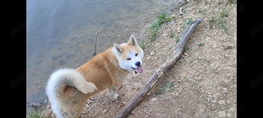 Akita inu japonez de 8 luni