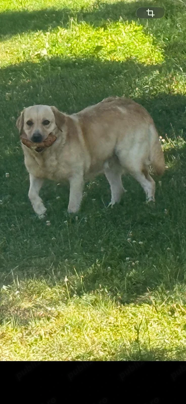 Femela labrador