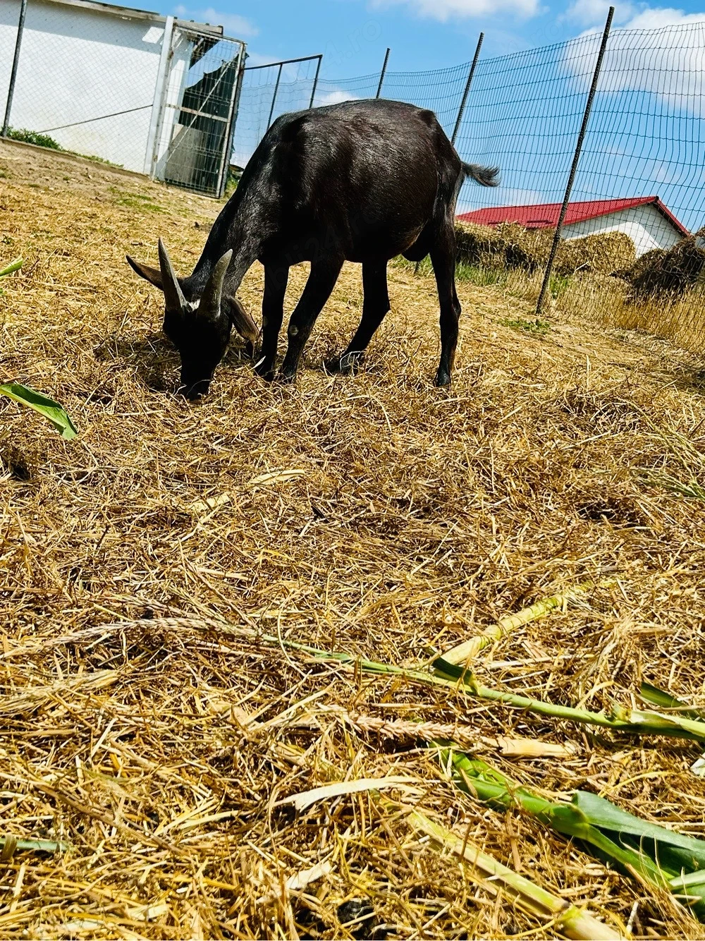 Țapi 6 luni Alpina Franceza!!!