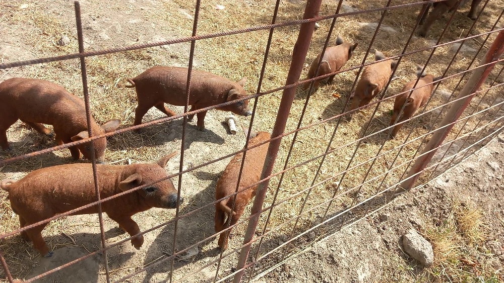 purcei mangalita