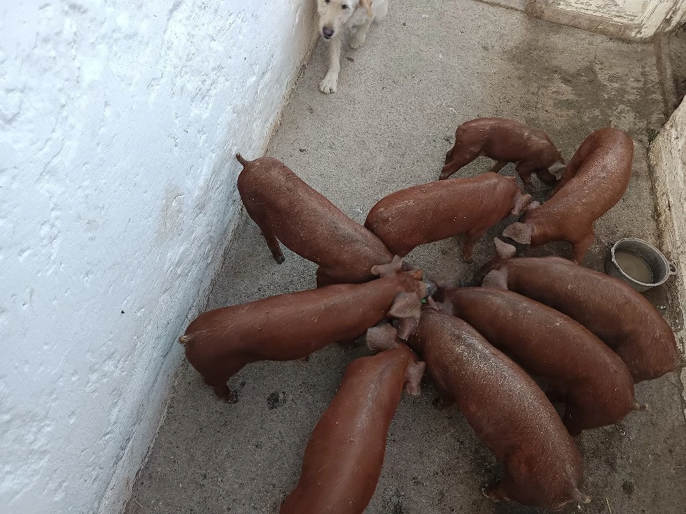 De vanzare purcei duroc