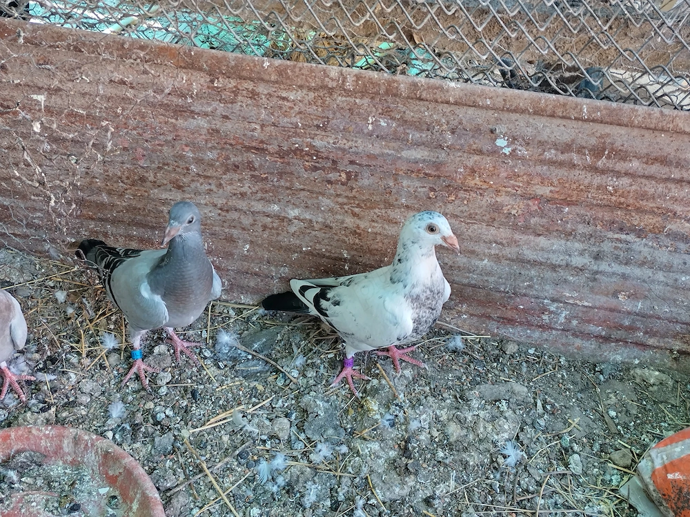Vand pui porumbei voiajori