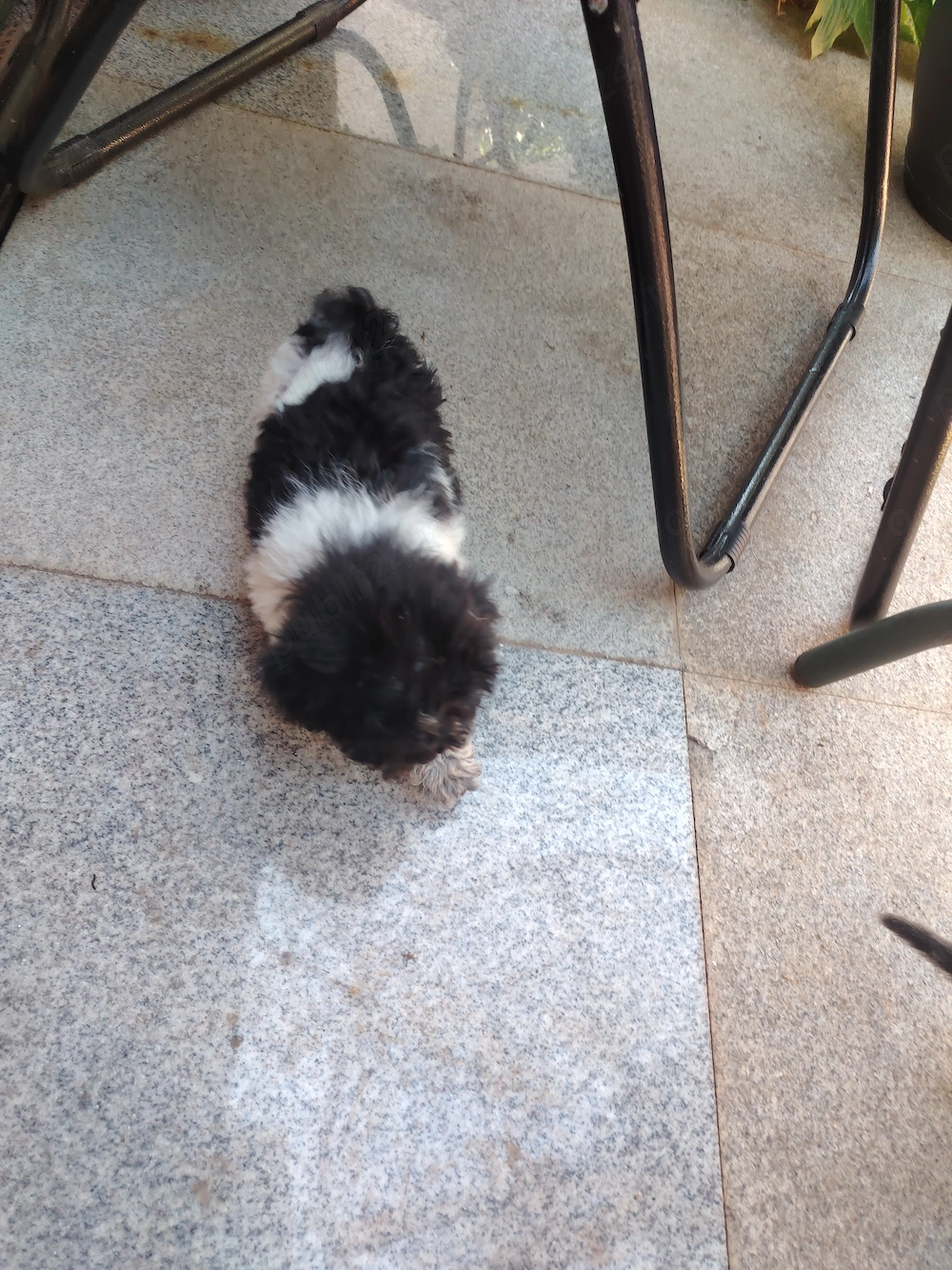 Bichon havanez vv