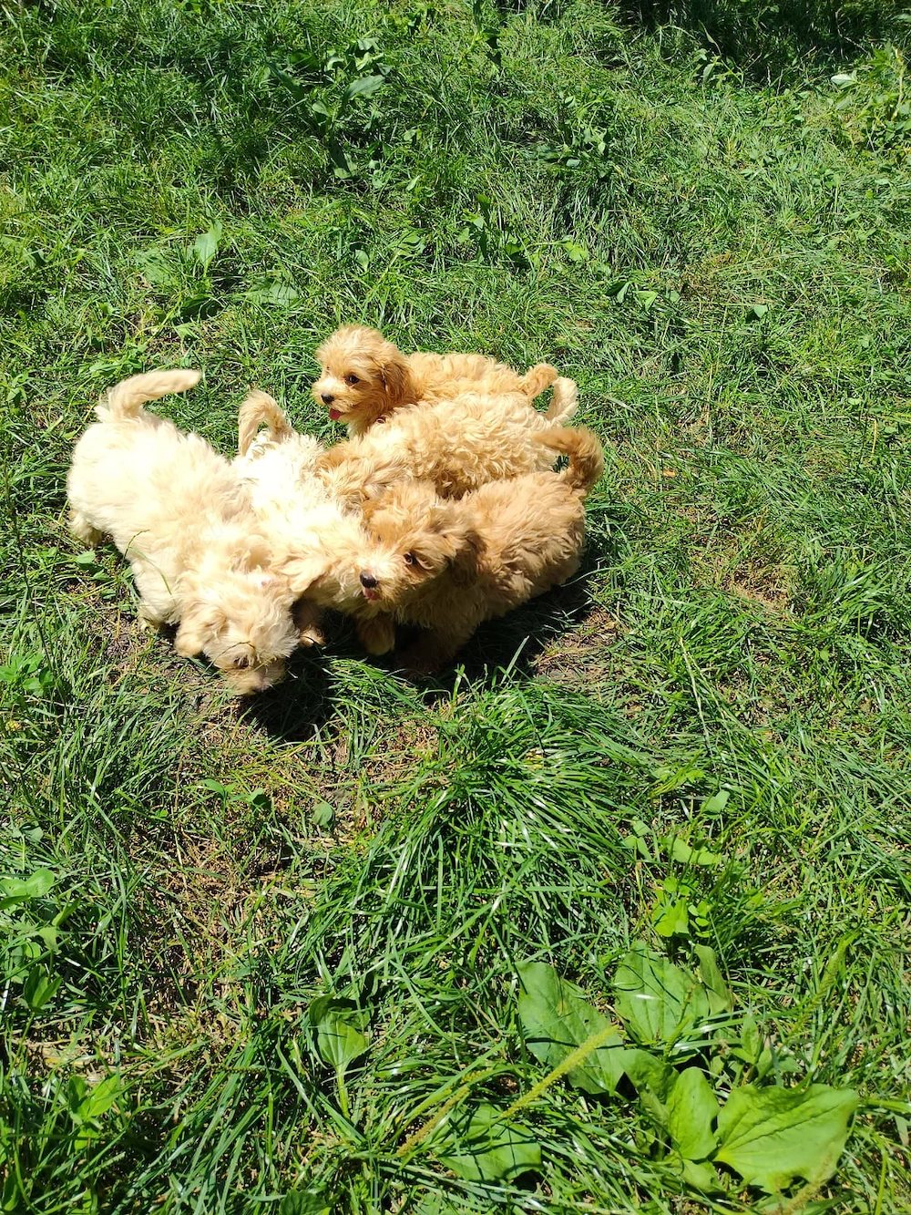 Maltipoo fetite și baietei